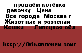 продаём котёнка девочку › Цена ­ 6 500 - Все города, Москва г. Животные и растения » Кошки   . Липецкая обл.